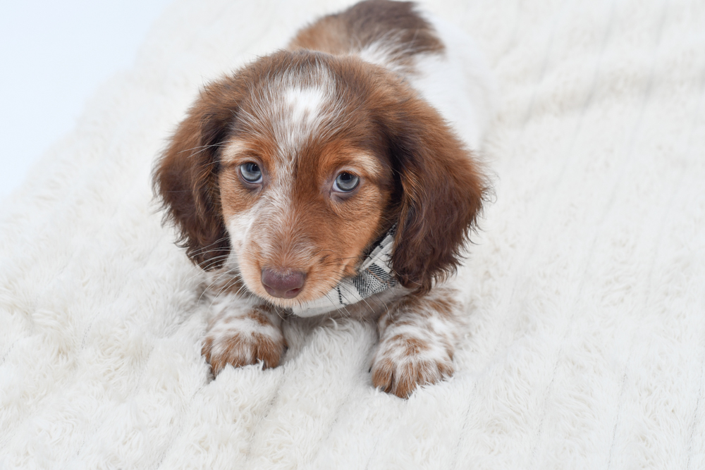 Dachshund in Canton, MI