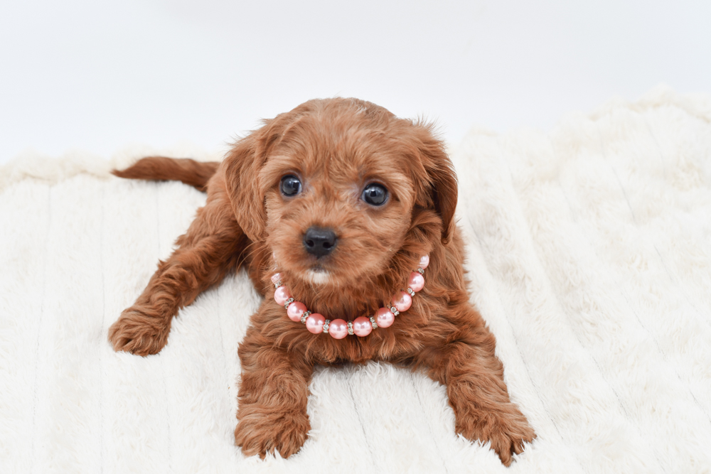 Cavapoo in Detroit, MI