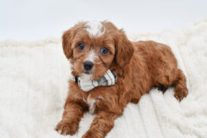 Petland Novi, Michigan Cavapoo puppy available