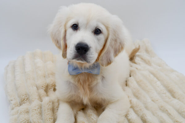 [#261869-03]  - Cream M Golden Retriever Puppies for Sale