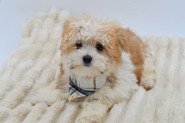 [#261899-02]  - Brown / White M Pomeranian/Maltese Puppies for Sale