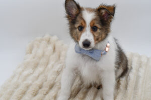 Petland Novi, Michigan Shetland Sheepdog puppy available