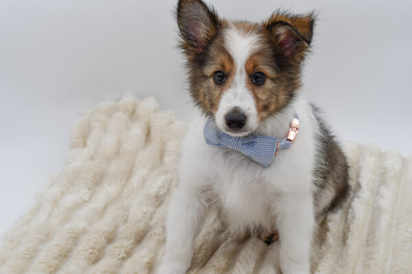 [#262102-01]  - Sable / White M Shetland Sheepdog Puppies for Sale