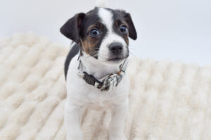 Petland Novi, Michigan Jack Russell Terrier puppy available