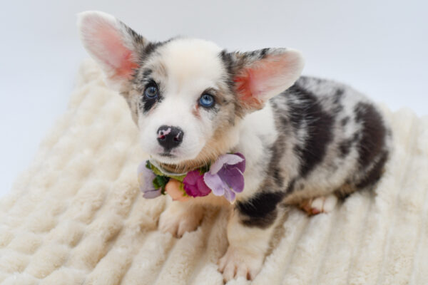 [#262168-04]  - Blue Merle F Cardigan Welsh Corgi Puppies for Sale