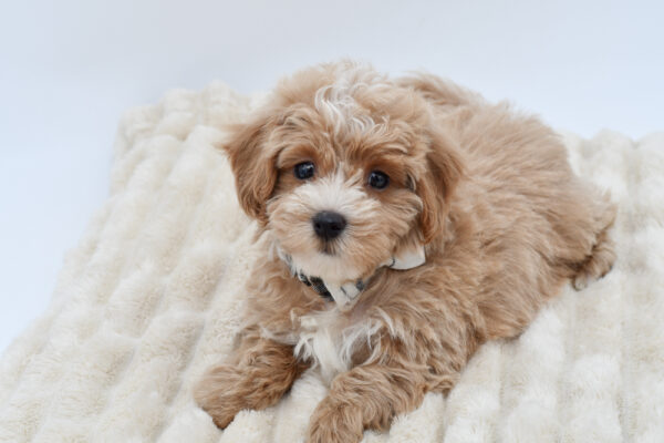 [#262185-02]  - Tan M Maltipoo Puppies for Sale
