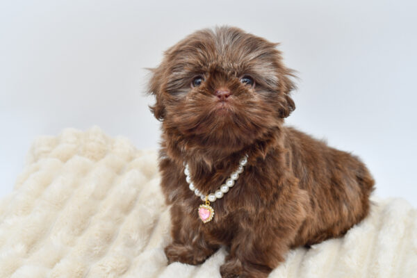 [#261541-01] Nettle - Chocolate F Shih Tzu Puppies for Sale