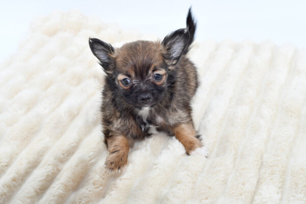 [#261752-01]  - Red Sable F PomChi Puppies for Sale