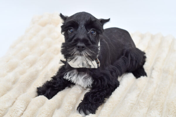 [#261753-02]  - Black / White M Miniature Schnauzer Puppies for Sale