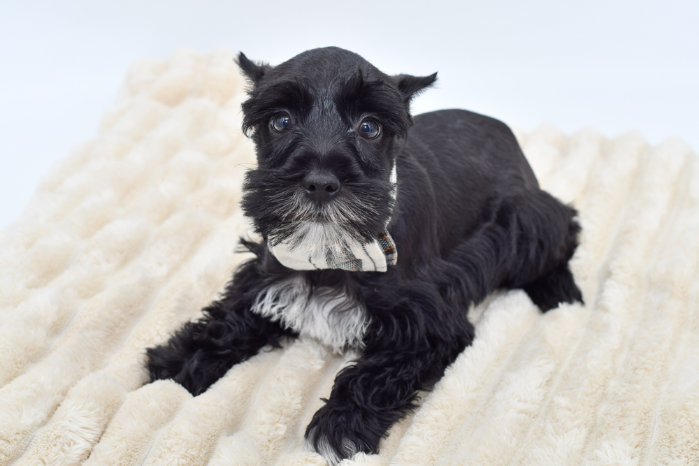 Miniature Schnauzer in Westland, MI