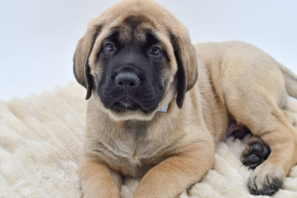 [#26260-03]  - Fawn M English Mastiff Puppies for Sale