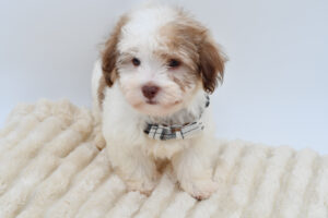 Petland Novi, Michigan Coton De Tulear puppy available