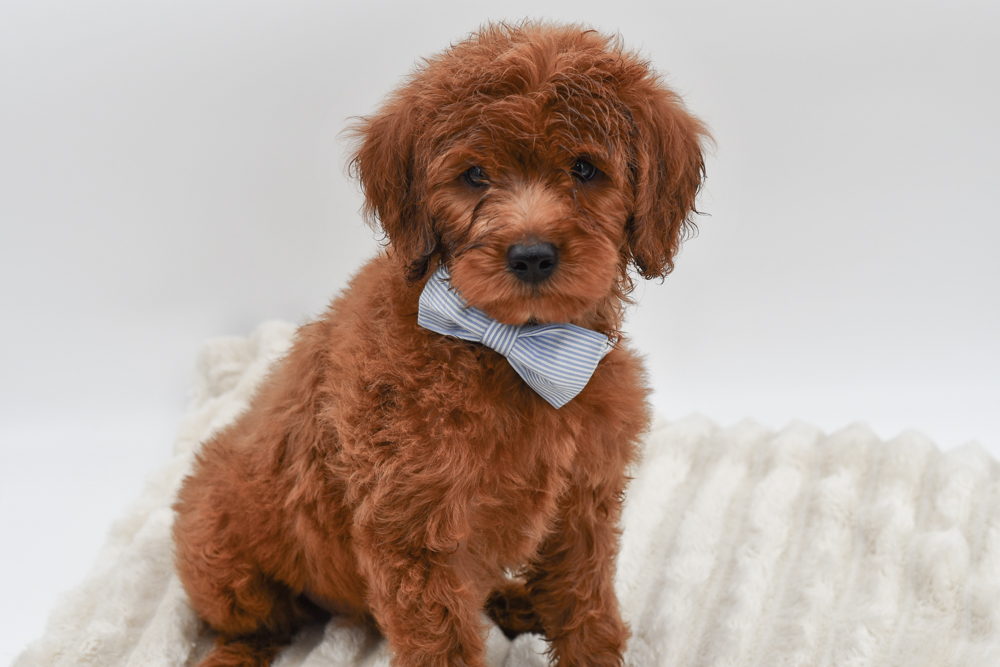 Mini Goldendoodle (M) 40508