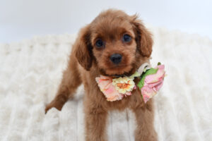 Petland Novi, Michigan Cavapoo puppy available