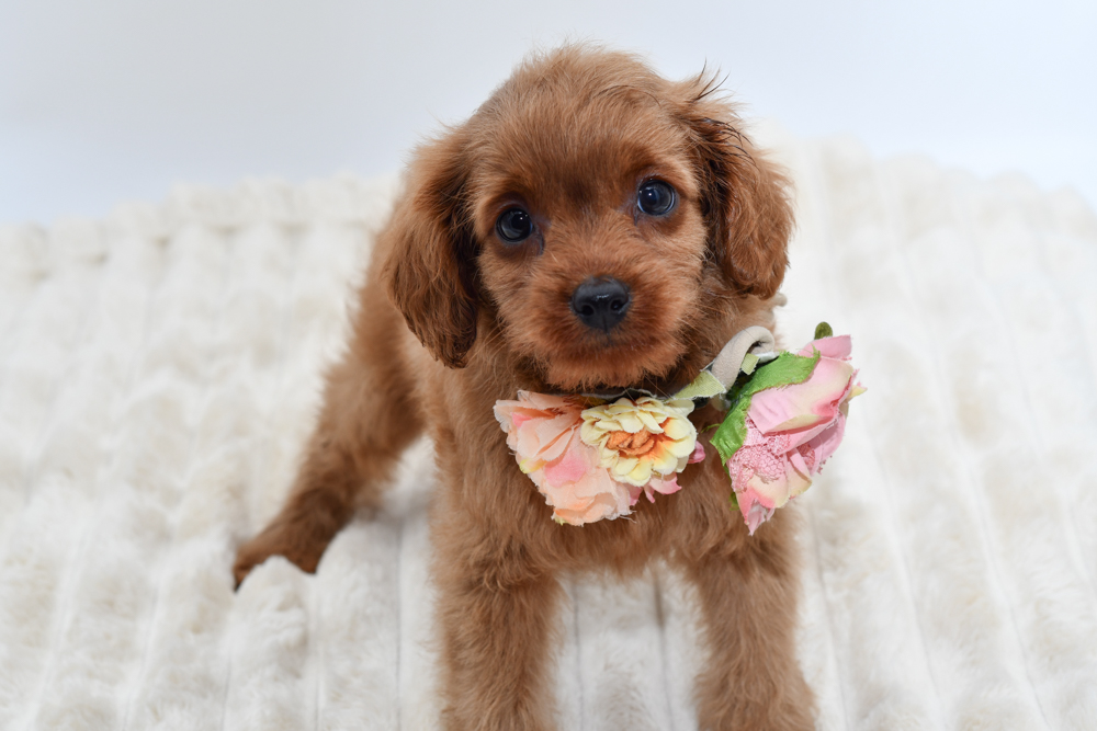 Cavapoo in Canton, MI