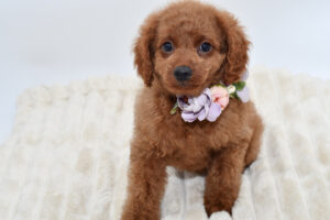 Petland Novi, Michigan Cavapoo puppy available