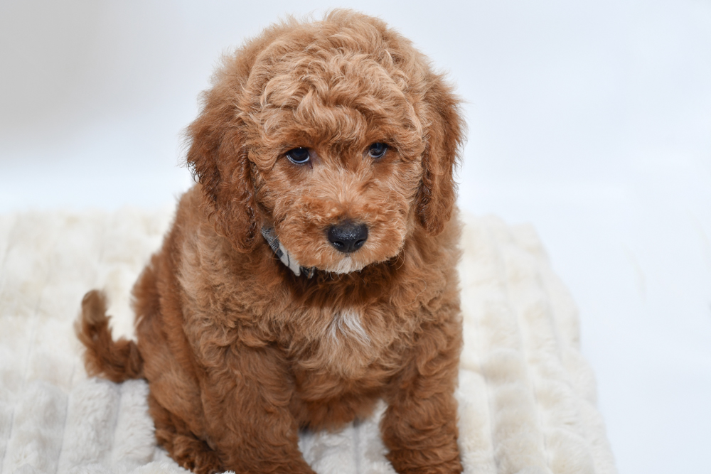 Mini Goldendoodle (M) 40515