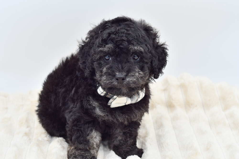 Shihpoo in Westland, MI