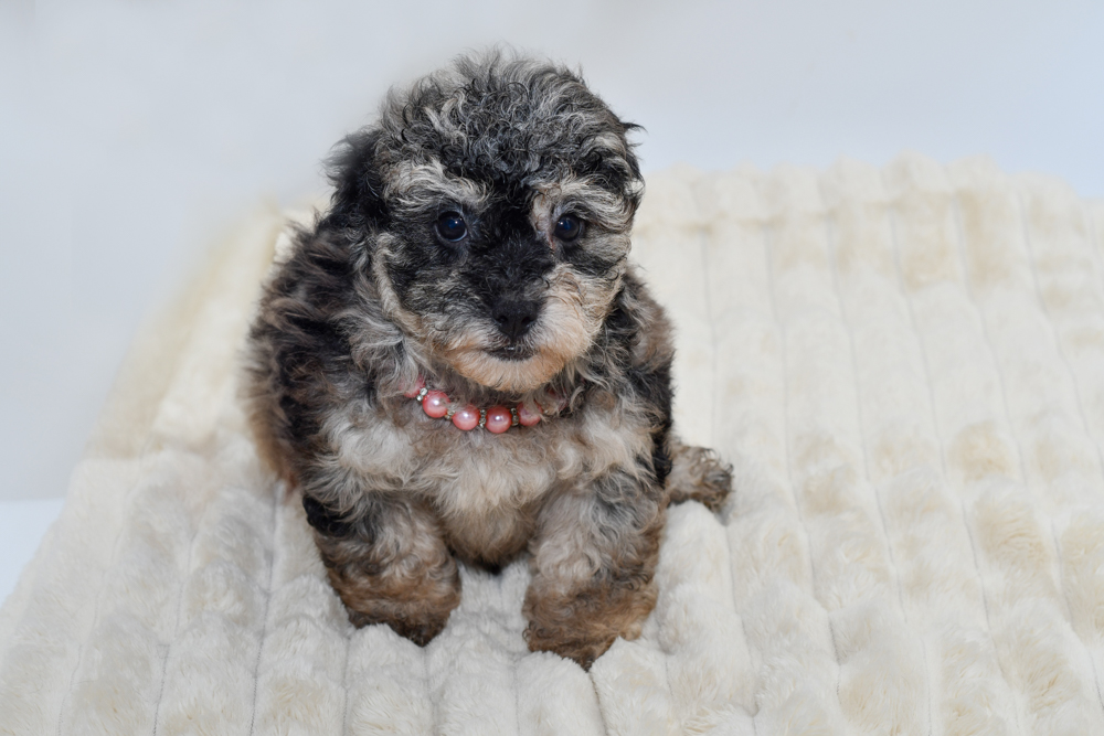 Shihpoo in Detroit, MI