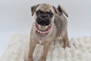 Petland Novi, Michigan Pug puppy available