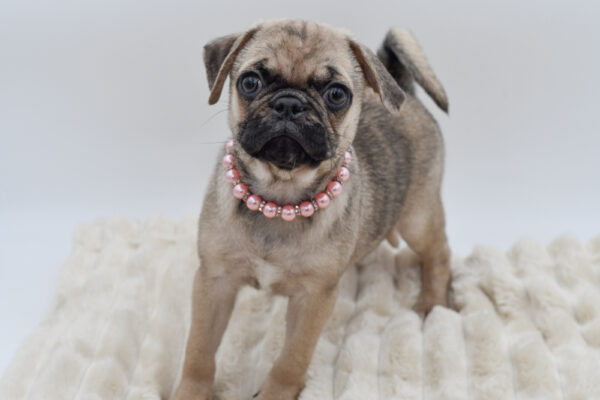 [#262092-03] Ashley - Fawn F Pug Puppies for Sale