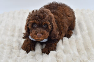 Petland Novi, Michigan Poodle puppy available