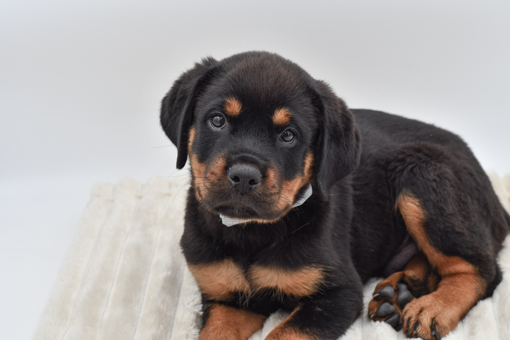 Rottweiler (M) 40520