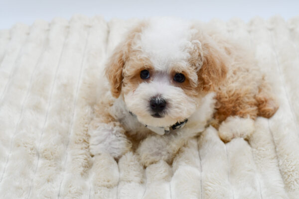 [#262275-02] Shiloh - Red & White M Bichon Poo Puppies for Sale