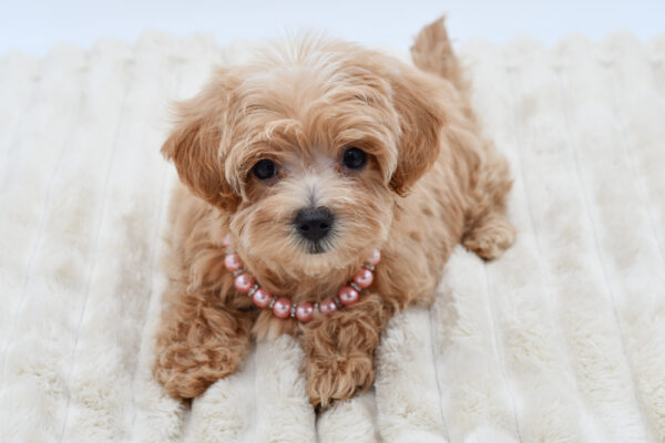 [#262293-05] Baby - Apricot F Maltipoo Puppies for Sale