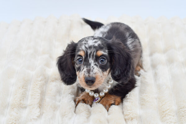 [#901210000603345]  - Blue Dapple Female Miniature Dachshund Dog
