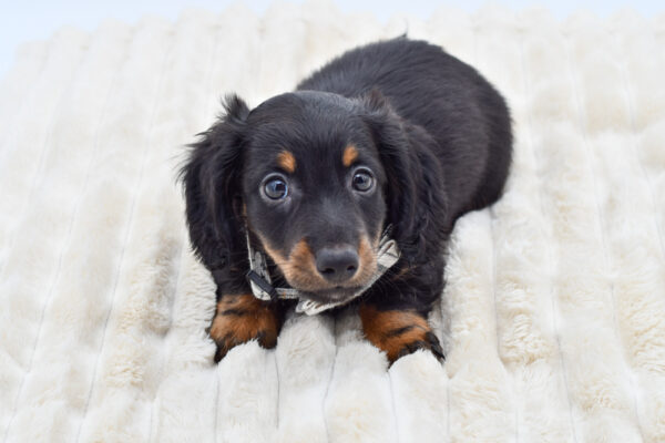 [#901210000603345]  - Blue Dapple Female Miniature Dachshund Dog