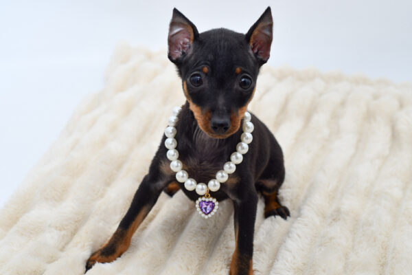 [#261996-03]  - Black / Tan F Miniature Pinscher Puppies for Sale