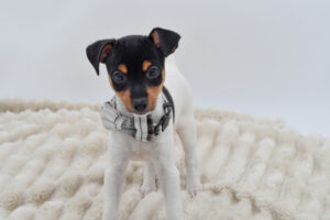 Petland Novi, Michigan Toy Fox Terrier puppy available