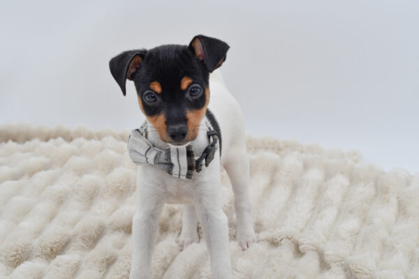 [#262063-01]  - Tri-Colored M Toy Fox Terrier Puppies for Sale