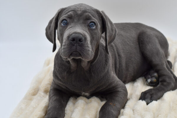 [#262068-02]  - Blue M Cane Corso Puppies for Sale