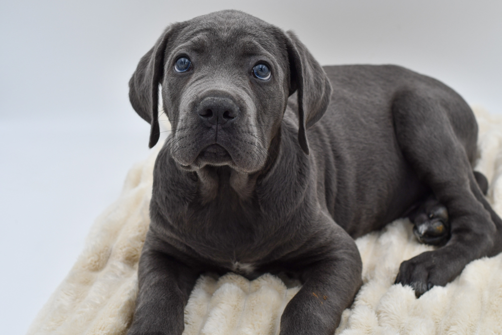 Find Cane Corso (M) 40529 | Petland Novi, Michigan