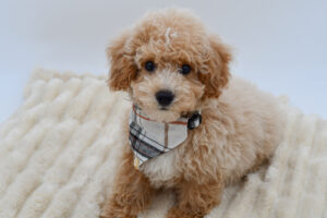 Maltipoo (M) 40530