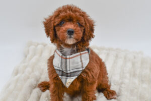 Petland Novi, Michigan Miniature Poodle puppy available