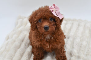 Petland Novi, Michigan Miniature Poodle puppy available
