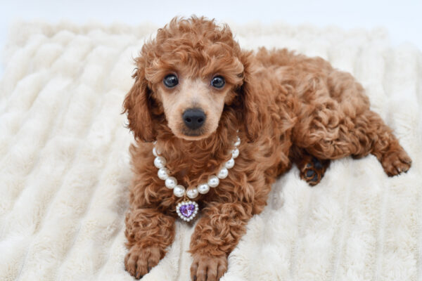 [#261707-04]  - Red F Poodle Mini Puppies for Sale