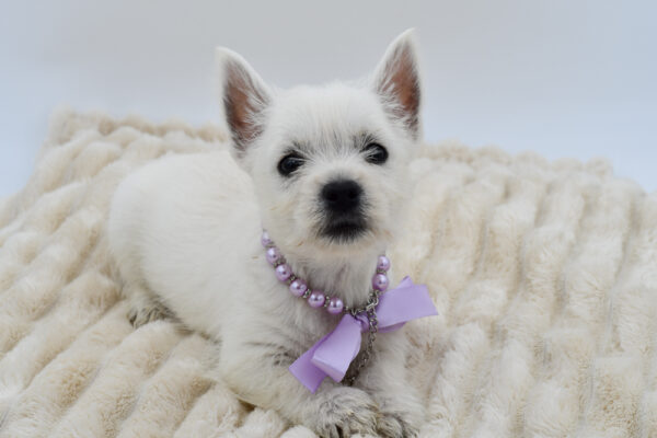 [#261727-03]  - White F West Highland White Terrier Puppies for Sale