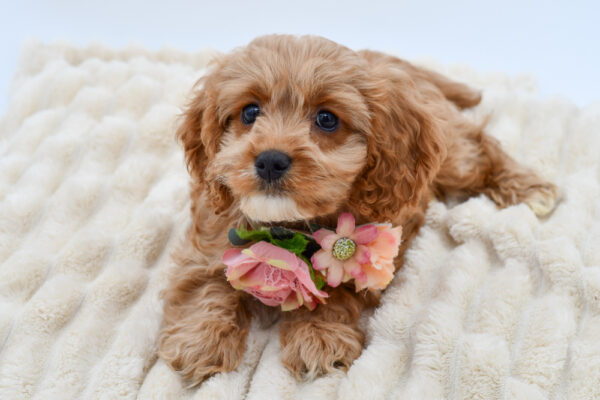 [#261733-05]  - Ruby F Cavapoo Puppies for Sale