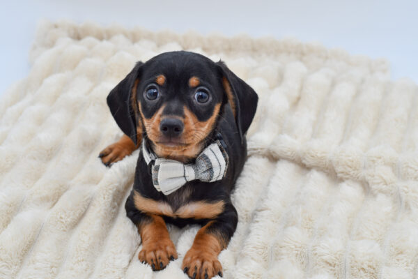 [#261737-02]  - Black / Tan M Chiweenie Puppies for Sale