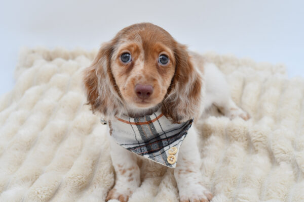 [#261782-01]  - Chocolate / Tan M Dachshund Puppies for Sale