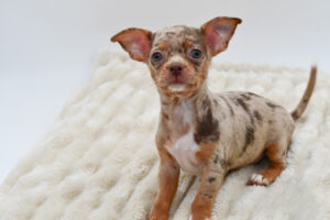 Petland Novi, Michigan Chihuahua puppy available