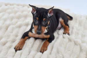 Petland Novi, Michigan Miniature Pinscher puppy available