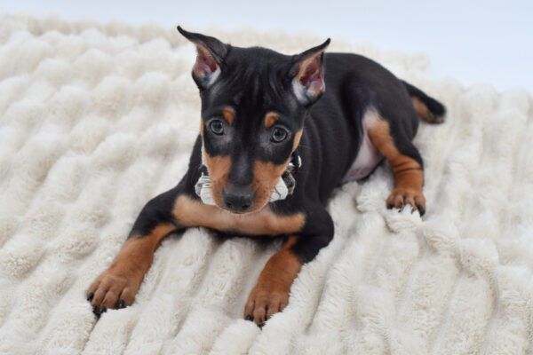[#261790-01]  - Black / Tan M Miniature Pinscher Puppies for Sale