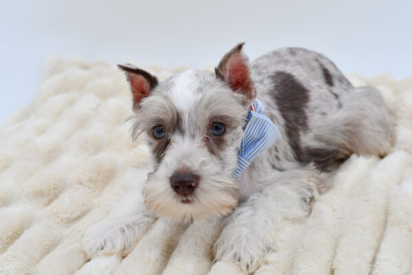 [#261801-03]  - Chocolate Merle M Miniature Schnauzer Puppies for Sale