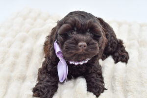 Petland Novi, Michigan Cockapoo puppy available