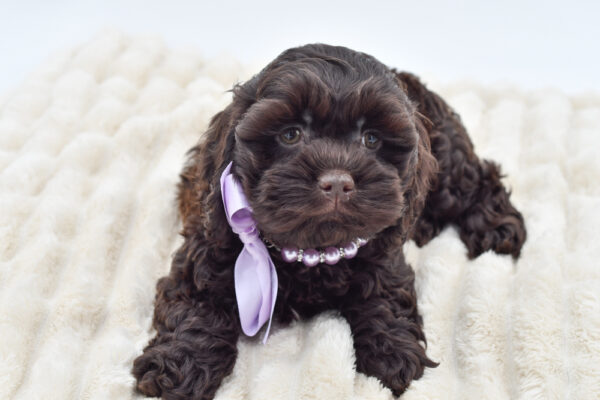 [#262308-02] Mandy - Chocolate F Cockapoo Puppies for Sale